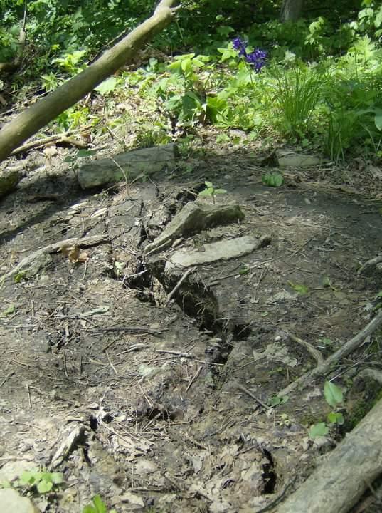 A cracked, muddy area of earth surrounded by various green plants and a purple flower, with a large piece of wood and other natural debris scattered throughout. Tower Park mountain bike trail.