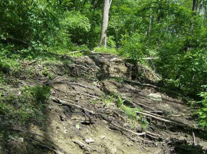 A hillside covered with exposed tree roots and sparse vegetation, surrounded by lush green trees in a wooded area. The scene captures the natural landscape, showing signs of erosion and the interplay between soil and plant life. Tower Park mountain bike trail.