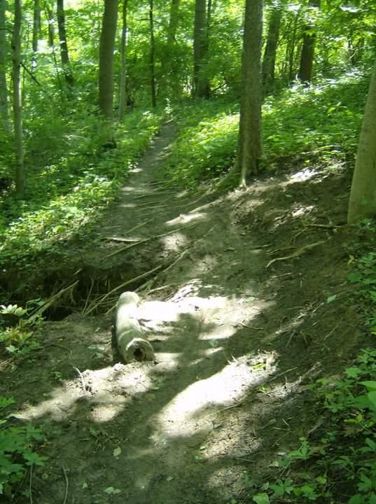 A narrow dirt path winding through a lush green forest, with sunlight filtering through the trees. The ground is uneven, showing exposed roots and a fallen log on the side of the trail. Rich foliage surrounds the path, creating a serene and natural atmosphere. Tower Park mountain bike trail.