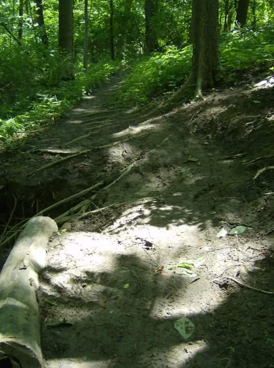 A narrow dirt path winding through a lush green forest, surrounded by trees and foliage. Sunlight filters through the leaves, creating dappled shadows on the trail. A fallen log is visible to the left side of the path. Tower Park mountain bike trail.