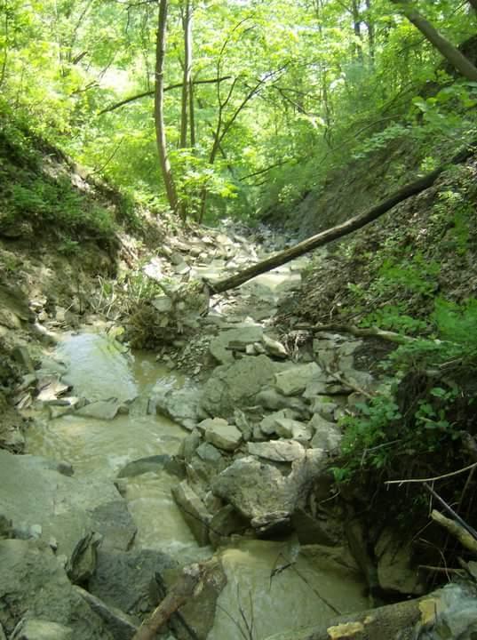 A narrow creek flowing through a lush, green forest, surrounded by rocky banks and trees, with dappled sunlight filtering through the leaves. Tower Park mountain bike trail.