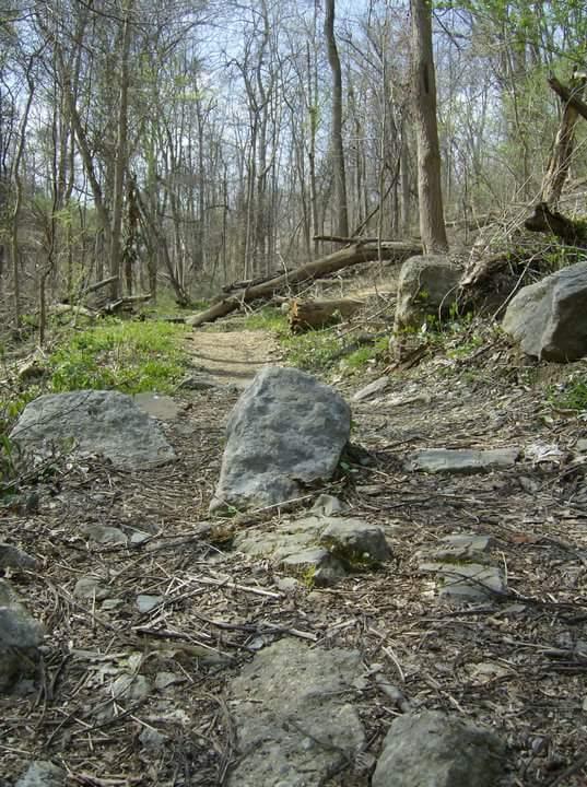 A narrow, rocky pathway winding through a dense forest, surrounded by tall trees and scattered rocks. Green foliage is visible on the ground, and several fallen logs are partially visible in the background. The scene is bathed in natural light, suggesting a clear day. Tower Park mountain bike trail.