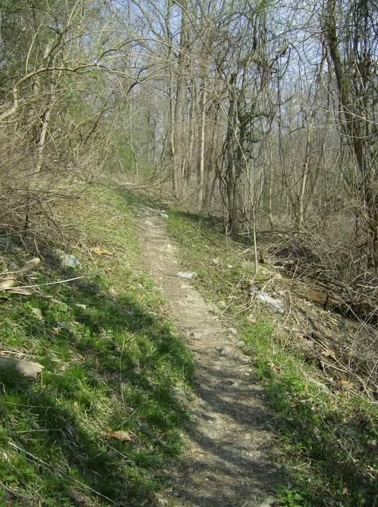 A narrow dirt path winding through a wooded area, surrounded by trees and underbrush, with patches of grass and small stones along the trail. The scene is set in a natural, outdoor environment with clear skies in the background. Tower Park mountain bike trail.