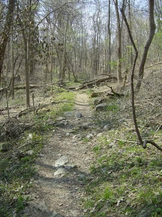 A narrow, winding dirt trail meanders through a sparse forest. The path, lined with rocks and patches of green grass, is framed by bare trees and fallen branches, suggesting early spring or late winter conditions. Sunlight filters through the trees, creating a serene and peaceful atmosphere. Tower Park mountain bike trail.