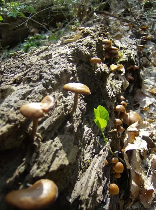 A cluster of small brown mushrooms growing on a decaying log, surrounded by fallen leaves and green foliage in a forest setting. Bright sunlight filters through the trees, highlighting the textures of the bark and the mushrooms. Tower Park mountain bike trail.