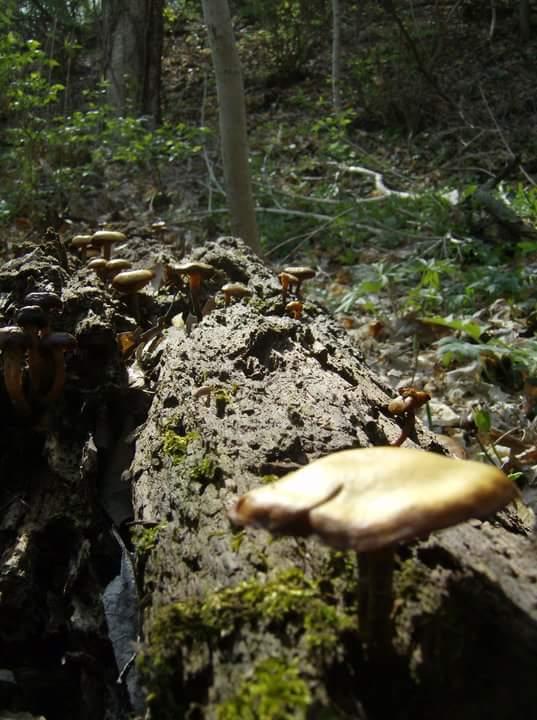 A close-up view of various mushrooms growing on a decaying log in a forest setting. The scene is illuminated by natural light, highlighting the textures of the bark and the vibrant green moss surrounding the mushrooms. Background features include trees and fallen leaves, creating a rich, natural environment. Tower Park mountain bike trail.