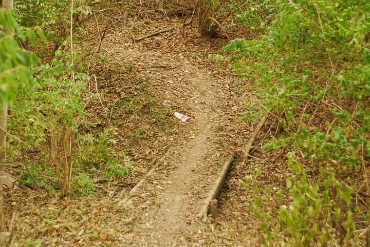 A winding dirt path through a wooded area, surrounded by green foliage and scattered leaves. Tower Park mountain bike trail.