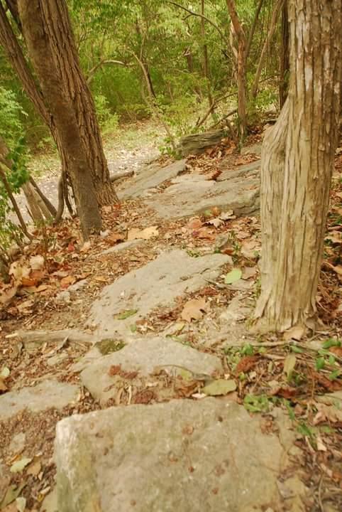 A natural outdoor scene featuring a rocky path winding through a forest with trees and scattered autumn leaves. Tower Park mountain bike trail.