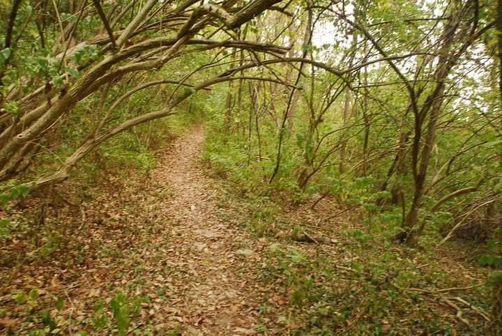 A narrow dirt path winding through a lush, green forest, flanked by trees and underbrush. The path is covered with fallen leaves, and branches arch overhead, creating a natural canopy. Tower Park mountain bike trail.