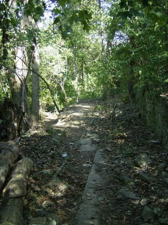 A narrow, winding path through a lush green forest, surrounded by tall trees and vegetation. The ground is covered in fallen leaves and some rocky patches, with logs lying alongside the trail. Sunlight filters through the leaves, creating a serene and natural atmosphere. Tower Park mountain bike trail.