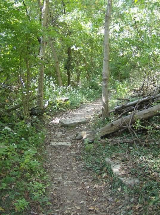 A narrow dirt path winding through a lush, green forest with tall trees and scattered rocks. The trail is bordered by greenery and fallen branches, creating a serene, natural atmosphere. Tower Park mountain bike trail.