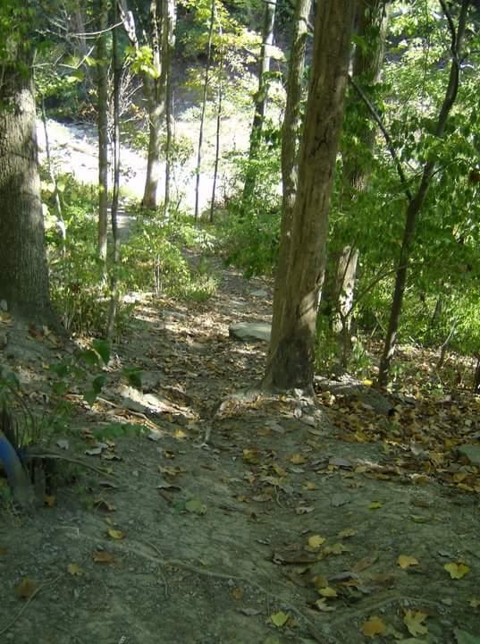 A scenic woodland path winding through tall trees, with patches of sunlight filtering through the leaves. The ground is covered in a mix of dirt and fallen leaves, leading down toward a stream in the background. Tower Park mountain bike trail.