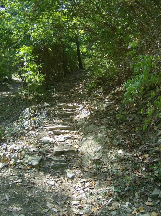 A narrow, wooded trail leading upward, lined with stones and surrounded by lush green vegetation. The path is partially shaded by trees, with patches of sunlight filtering through the leaves, and scattered fallen leaves on the ground. Tower Park mountain bike trail.