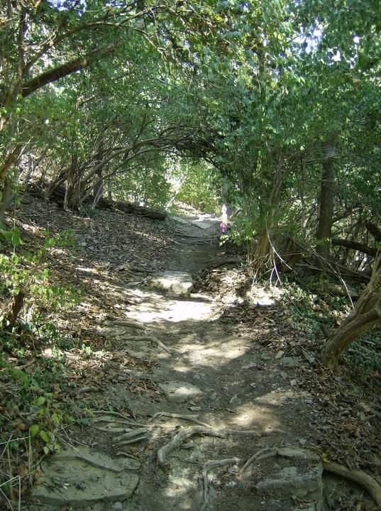 A narrow, winding hiking trail leads through dense greenery, with sunlight filtering through the leaves. The path is lined with exposed roots and scattered leaves, suggesting a natural, tranquil setting. In the distance, a hint of a figure can be seen, adding a sense of scale to the peaceful landscape. Tower Park mountain bike trail.