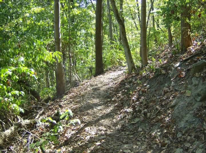 A narrow dirt trail winding through a lush green forest, surrounded by tall trees and scattered leaves on the ground, with sunlight filtering through the foliage. Tower Park mountain bike trail.