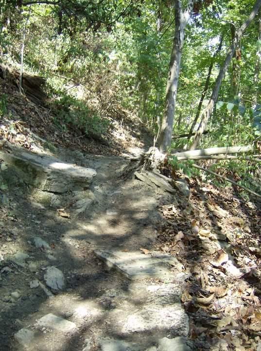 A winding dirt hiking trail surrounded by lush green foliage, with rocky sections and fallen leaves along the path, leading into a wooded area. Tower Park mountain bike trail.