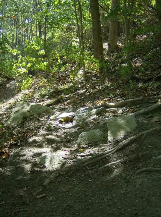 A winding forest path covered with dirt, rocks, and tree roots, surrounded by lush green foliage and dappled sunlight filtering through the trees. Tower Park mountain bike trail.