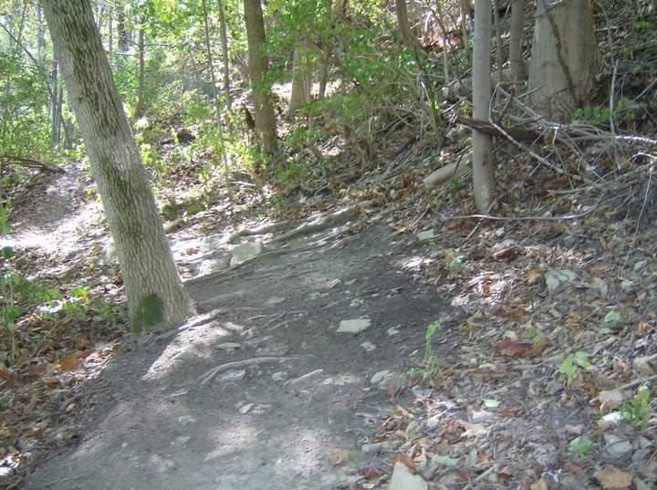 A narrow hiking trail winding through a forested area, featuring tree roots, scattered leaves, and dappled sunlight filtering through the trees. Tower Park mountain bike trail.