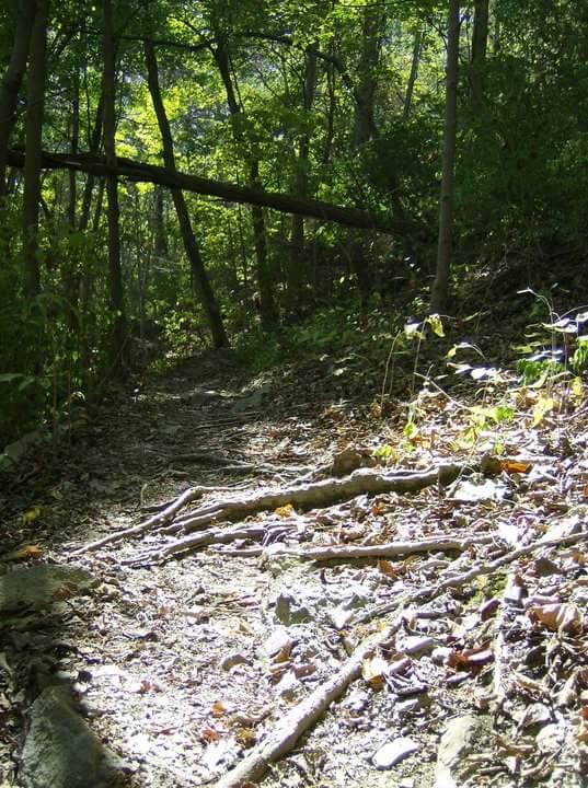 A narrow, winding trail surrounded by dense green foliage in a forest. Sunlight filters through the trees, casting dappled light on the dirt path, which is lined with exposed tree roots and scattered leaves. Tower Park mountain bike trail.