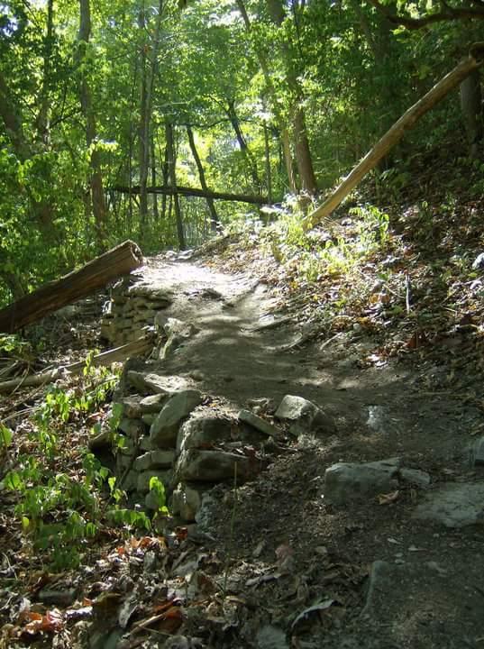 A narrow, winding dirt path through a lush green forest, flanked by stones and scattered leaves, with sunlight filtering through the trees above. A fallen log and foliage add to the natural scenery. Tower Park mountain bike trail.