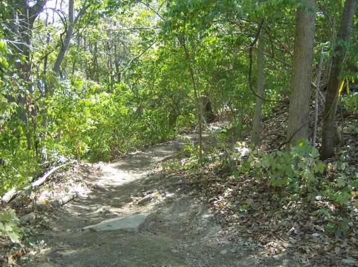 A serene forest pathway winding through lush green foliage and trees, with dappled sunlight illuminating the trail. The path is slightly uneven, made of dirt and small stones, leading into the inviting nature surroundings. Tower Park mountain bike trail.