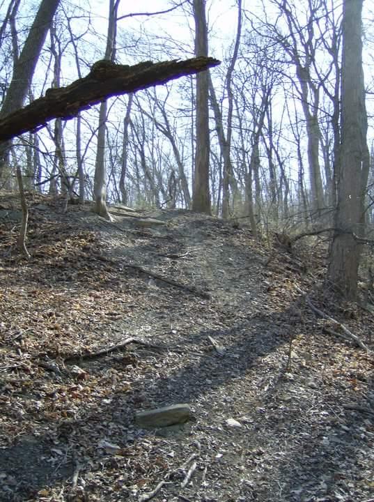 A narrow dirt path winding through a forest, lined with bare trees and scattered dry leaves. Sunlight filters through the canopy, casting soft shadows along the trail. A fallen branch extends across the path, adding to the natural landscape. Tower Park mountain bike trail.