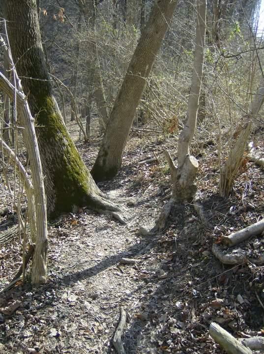 A narrow dirt path winds through a forested area, flanked by trees with varying bark textures and some bare branches. The ground is covered with leaves and small twigs, indicating a natural, untamed environment. Sunlight filters gently through the foliage, creating a serene, inviting atmosphere. Tower Park mountain bike trail.