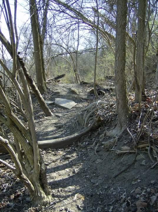 A narrow, winding dirt path through a wooded area, lined with leafless trees and exposed roots. Sunlight filters through the branches, casting shadows on the ground. In the foreground, a flat rock is partially visible along the trail. Tower Park mountain bike trail.