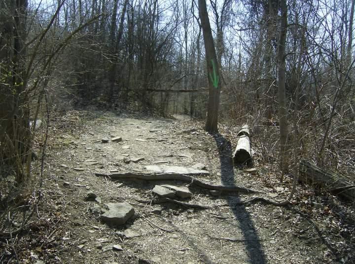 A dirt path winding through a wooded area, lined with bare trees and scattered rocks. Sunlight filters through the branches, casting shadows on the ground, and a fallen log is visible on the side of the trail. Tower Park mountain bike trail.