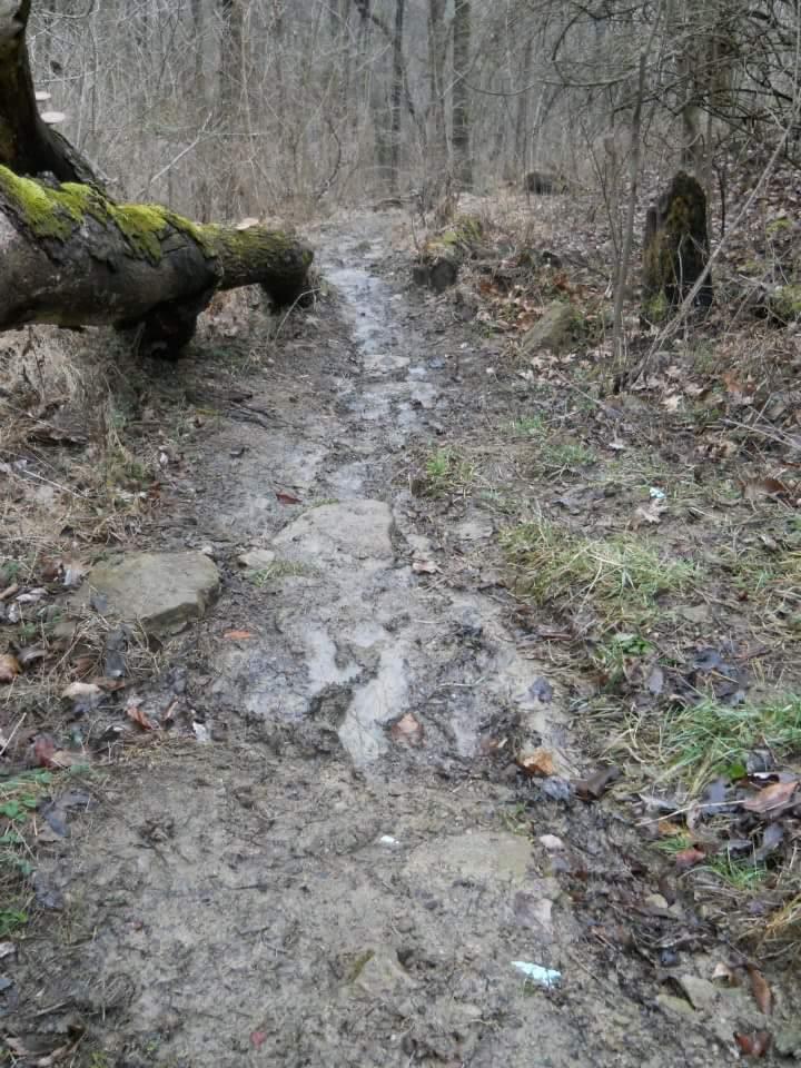 A muddy, winding trail through a woodland area, featuring a fallen tree covered with moss on the left side. The path is uneven, lined with rocks and patches of grass, surrounded by bare trees and scattered leaves. The atmosphere appears overcast and damp, indicative of an early spring or late autumn setting. Tower Park mountain bike trail.