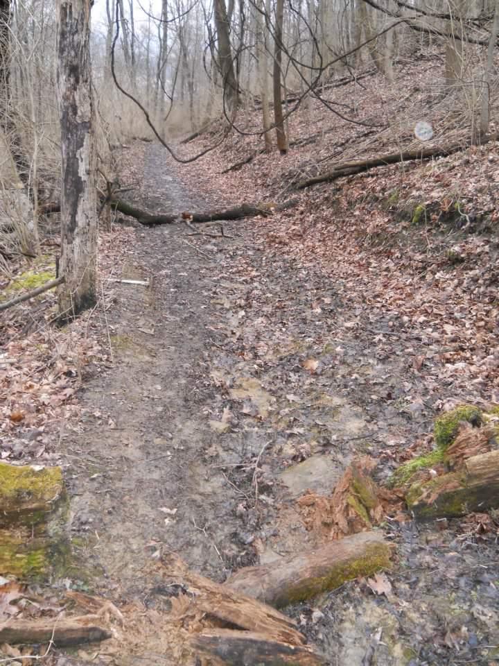 A narrow, muddy trail winding through a dense forest, with scattered fallen leaves and logs across the path. The surroundings are bare, suggesting early spring or late autumn, and the landscape features tall trees with sparse foliage. Tower Park mountain bike trail.