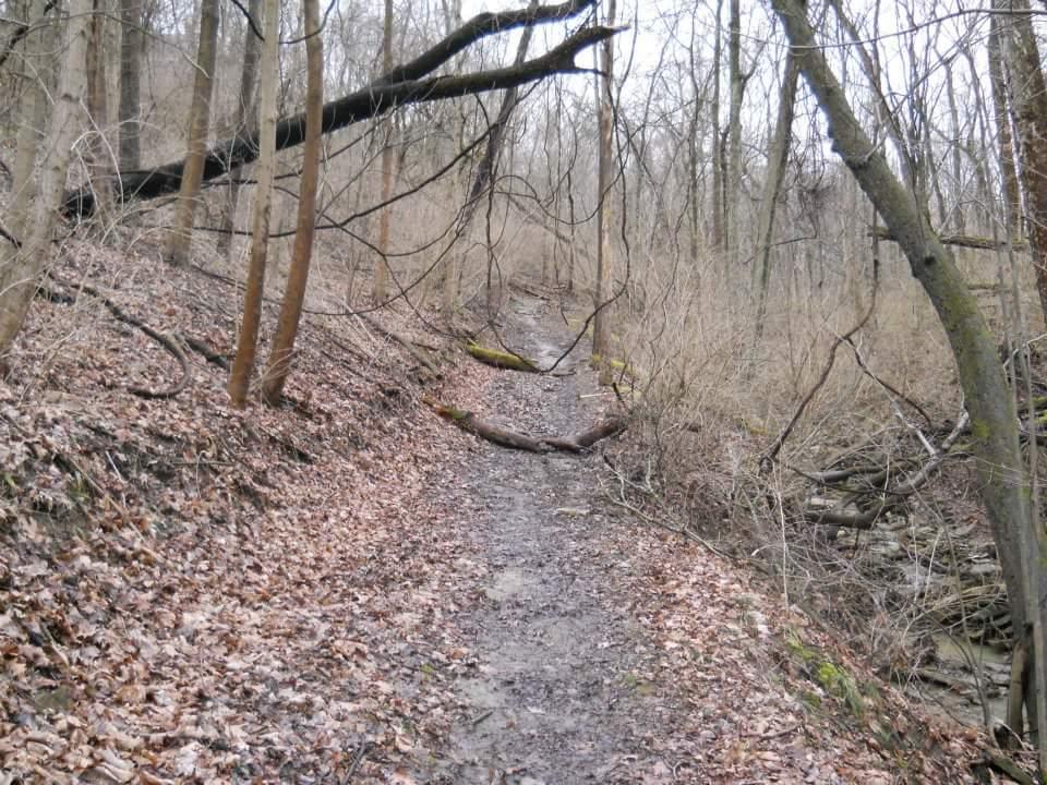 A dirt path winding through a wooded area during late autumn or early spring, surrounded by bare trees and scattered fallen leaves. The trail is slightly muddy, and there is a fallen branch across the path, indicating a natural landscape with minimal human interference. Tower Park mountain bike trail.