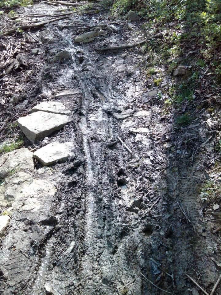 A narrow, muddy trail winding through a wooded area, featuring rocky sections and visible tire tracks. The surrounding vegetation includes patches of green plants and fallen branches. Sunlight filters through the trees, illuminating the damp earth. Tower Park mountain bike trail.