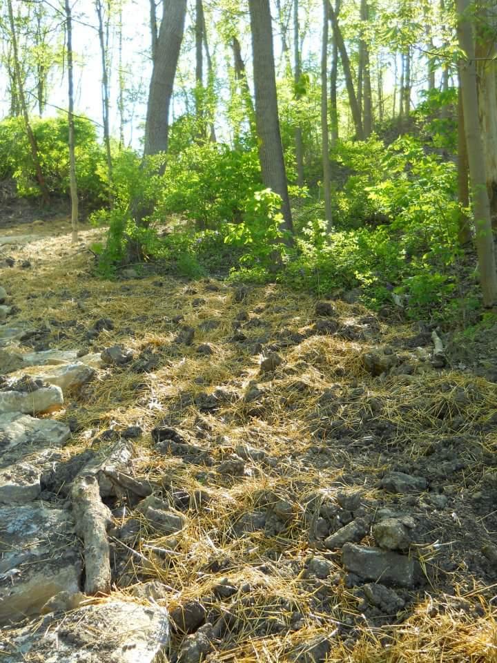 A forested area featuring a ground covered in loose soil and scattered patches of straw, surrounded by trees and greenery. Sunlight filters through the leaves, creating a natural, serene atmosphere. Tower Park mountain bike trail.