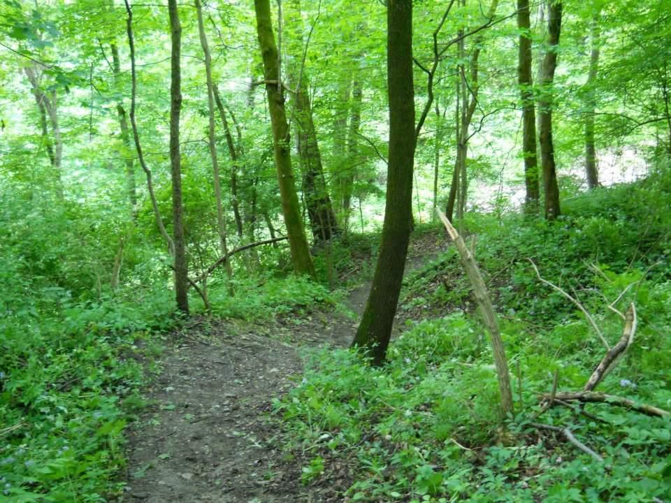A narrow trail winding through a lush green forest, lined with trees and dense foliage. Sunlight filters through the leaves, illuminating the path that leads gently downhill. Tower Park mountain bike trail.