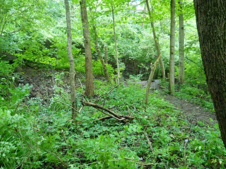 A lush green forest scene with various trees, dense foliage, and a path winding through the underbrush. The sunlight filters through the leaves, creating a serene and peaceful atmosphere. Tower Park mountain bike trail.