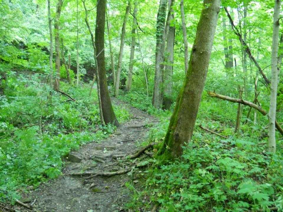 A winding dirt path through a lush green forest, surrounded by tall trees and dense undergrowth, with vibrant foliage on either side. Tower Park mountain bike trail.