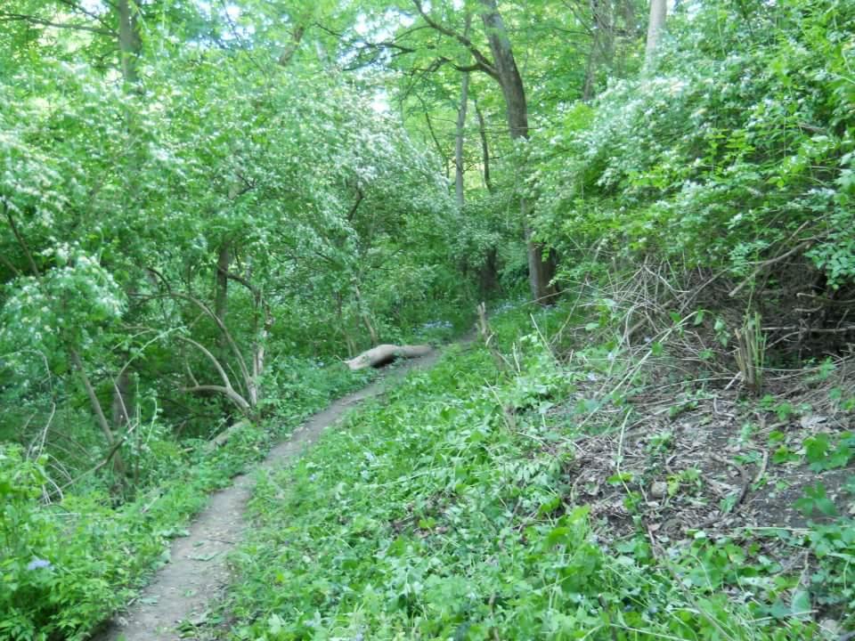 A winding dirt path through a lush green forest, surrounded by dense trees and undergrowth. The scene is filled with various shades of green, with small white flowers visible among the foliage. Sunlight filters through the canopy, creating a peaceful, serene atmosphere. Tower Park mountain bike trail.