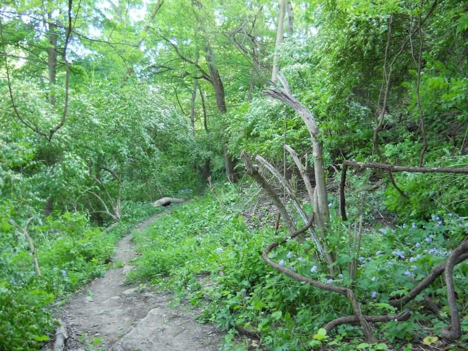 A winding dirt path through a lush green forest, surrounded by dense foliage and trees. The scene features vibrant greenery, with various plants and flowers lining the trail, creating a serene and inviting natural environment. Tower Park mountain bike trail.