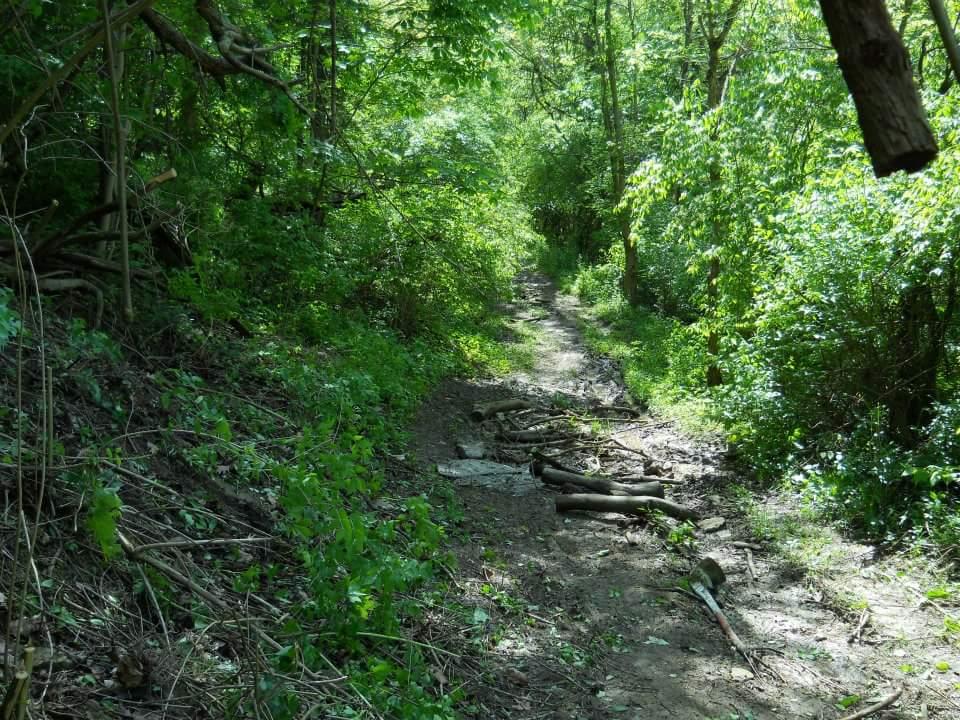 A narrow, dirt pathway winding through a lush green forest, surrounded by dense vegetation and scattered sticks and branches along the trail. Sunlight filters through the trees, creating a dappled light effect on the ground. Tower Park mountain bike trail.