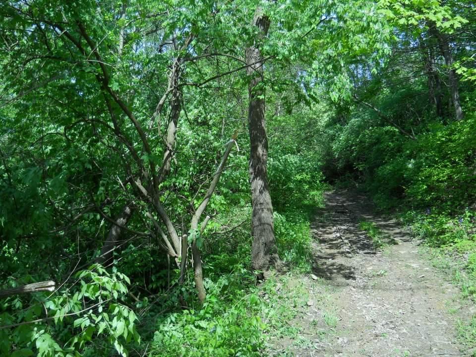 A narrow dirt path winding through a lush green forest, surrounded by trees and dense vegetation under a clear blue sky. Tower Park mountain bike trail.