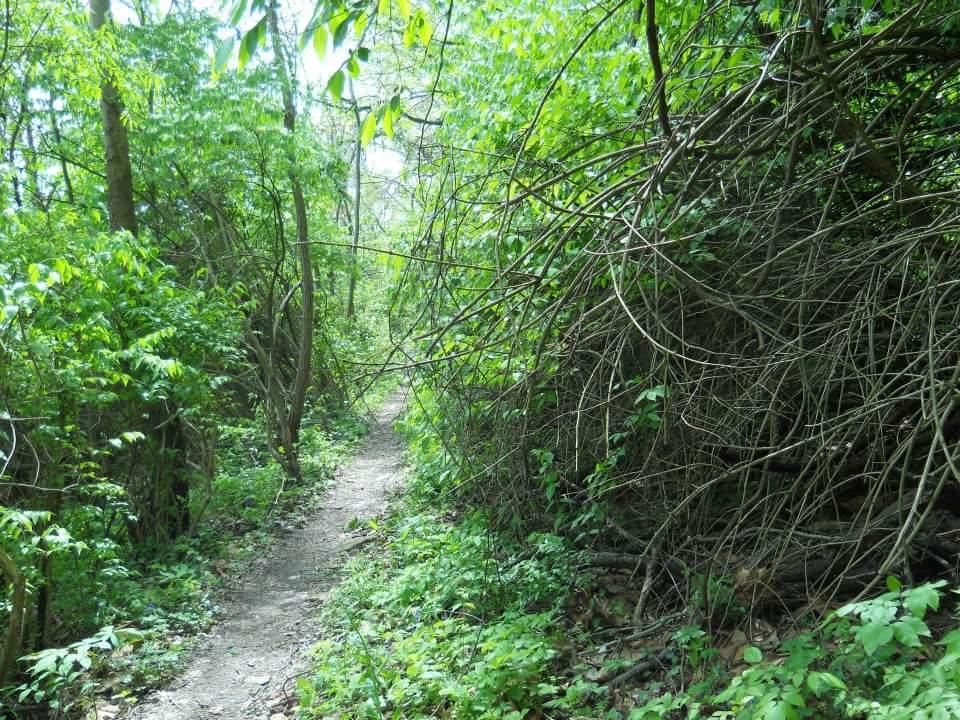 A narrow trail meandering through a lush green forest, lined with dense foliage and trees. Sunlight filters through the leaves, illuminating the path amidst the vibrant greenery. Tower Park mountain bike trail.