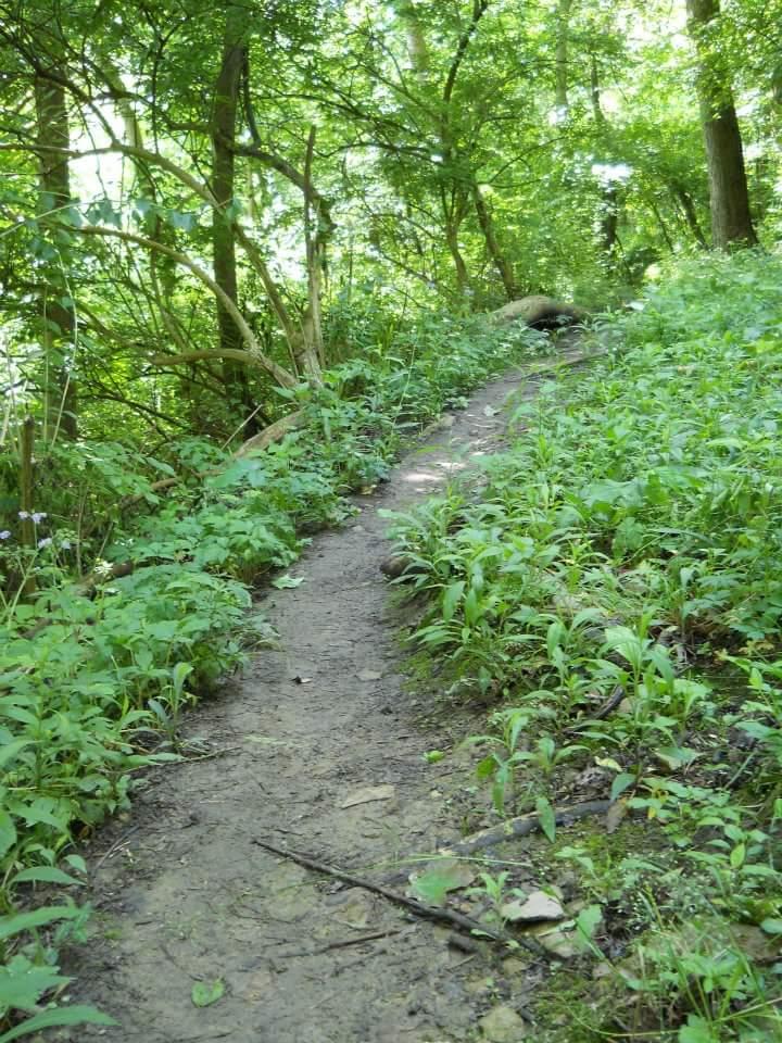 A narrow, winding dirt path surrounded by lush green foliage and trees, leading upward through a forested area. The ground is slightly muddy, and various plants and small flowers line the edges of the trail. Tower Park mountain bike trail.
