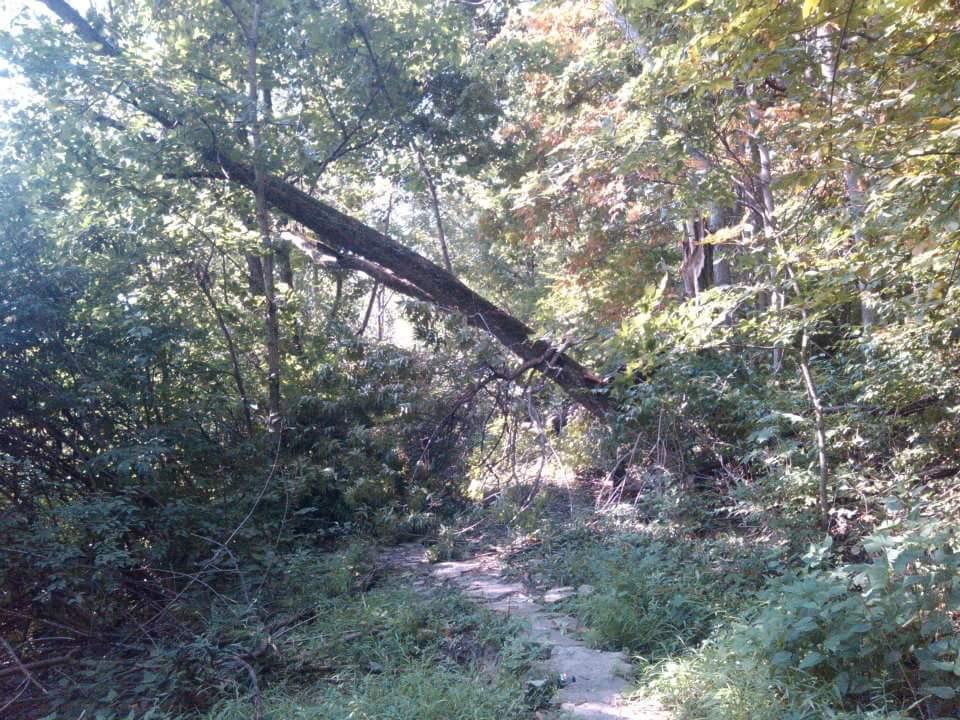 A pathway through a dense forest, with sunlight filtering through the trees. An uprooted tree lies across the path, surrounded by lush greenery and underbrush. The scene captures the natural beauty and ruggedness of the woodland environment. Tower Park mountain bike trail.