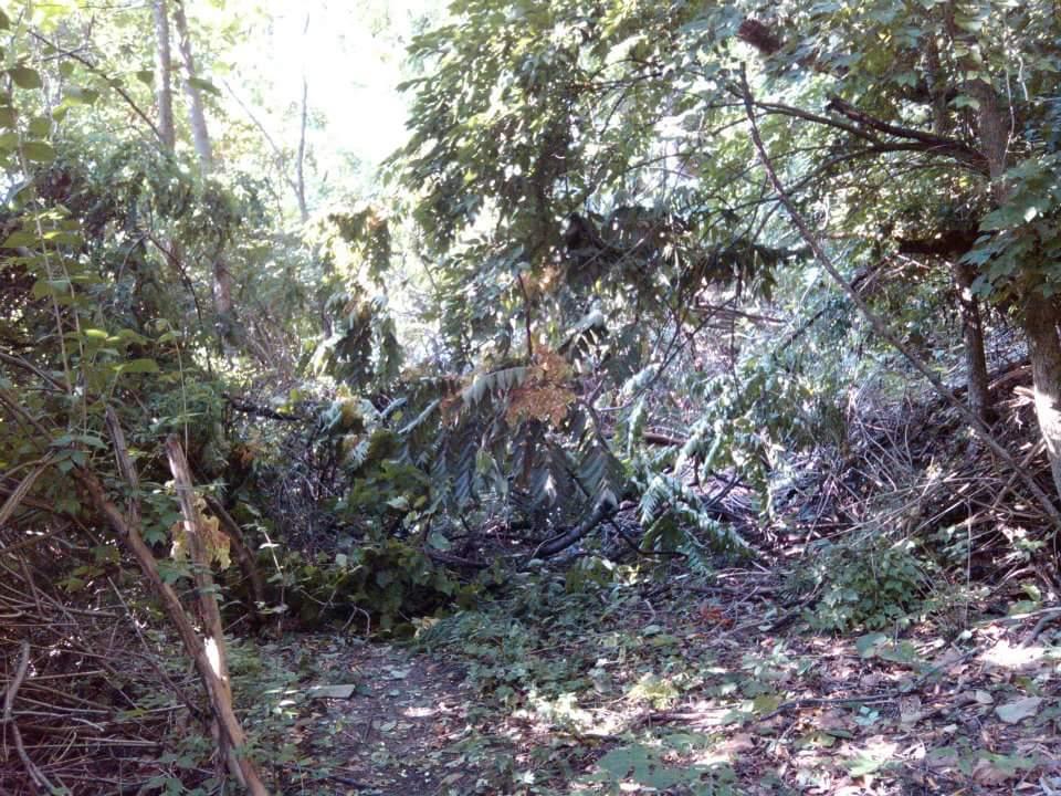 A dense and overgrown forest path with various trees and bushes, sunlight filtering through the foliage, creating a natural, tranquil setting. Tower Park mountain bike trail.