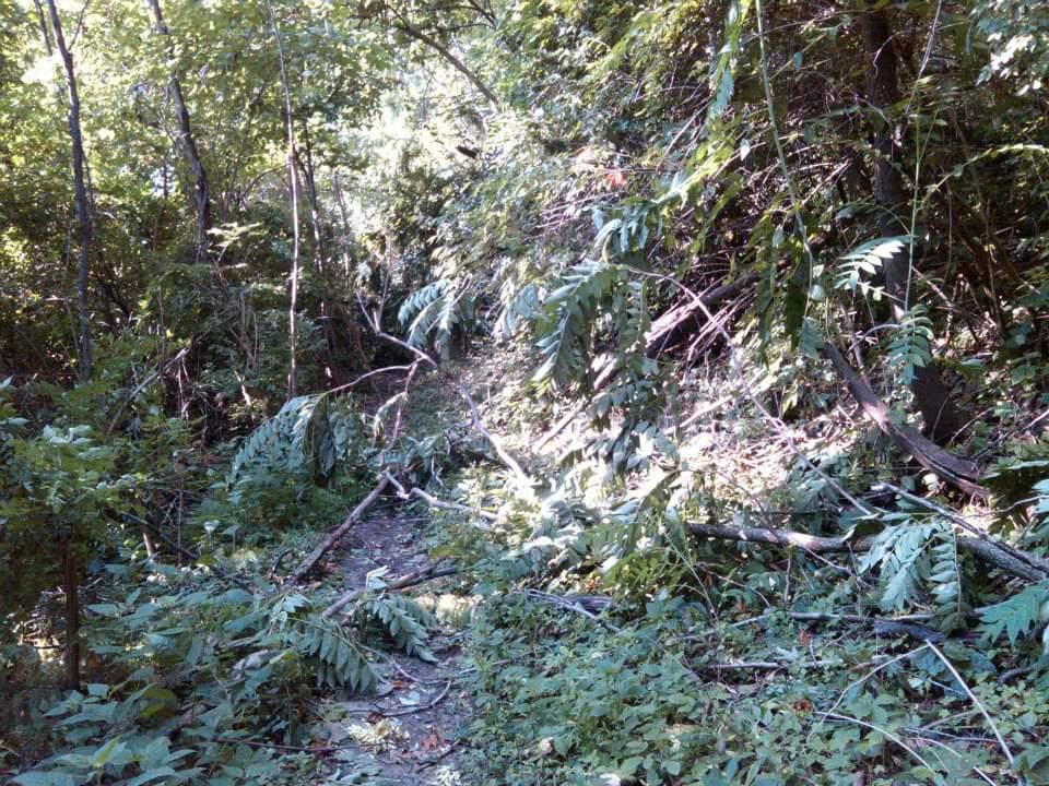 A narrow, overgrown path winding through a dense forest, with fallen branches and lush greenery on either side. Sunlight filters through the trees, casting dappled light on the trail. Tower Park mountain bike trail.