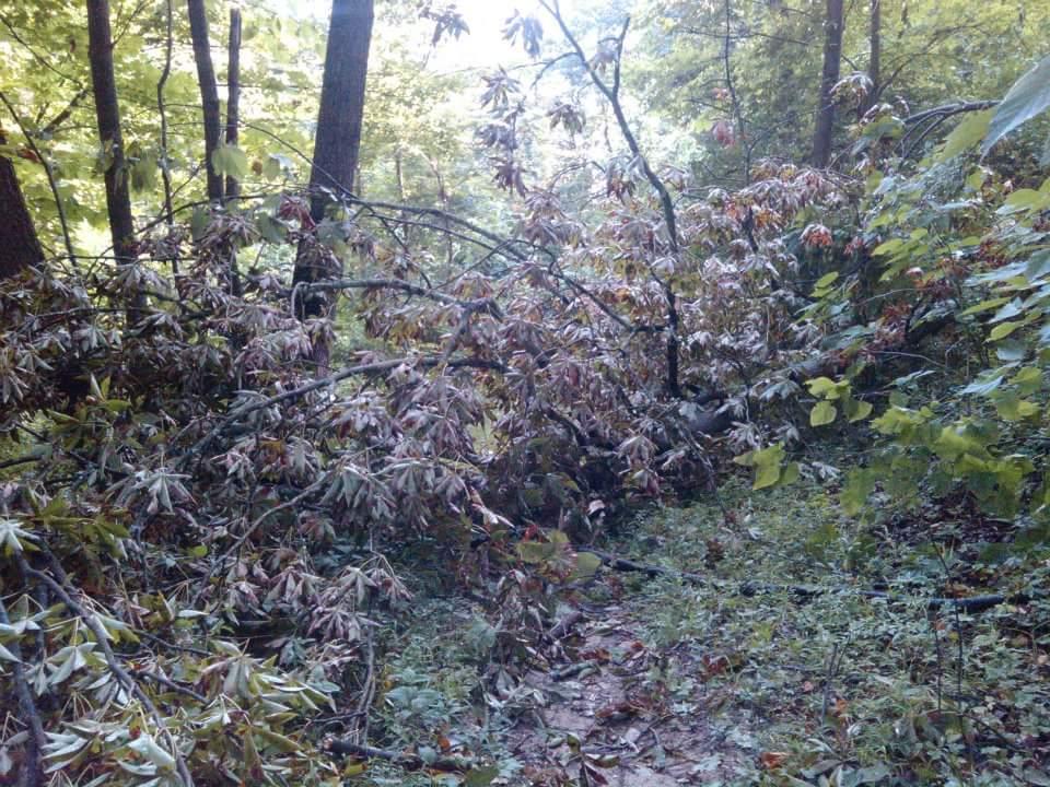 A dense thicket of fallen branches and leaves in a wooded area, with sunlight filtering through the trees in the background. The ground is covered with green grass and underbrush, indicating a natural forest environment. Tower Park mountain bike trail.
