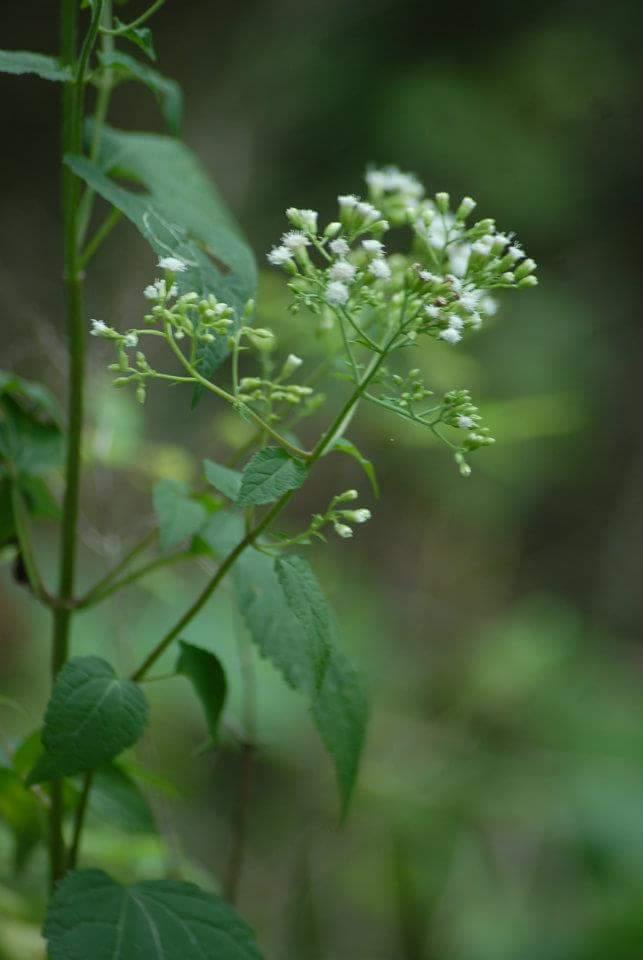 A slender green plant with small clusters of white flowers and lush green leaves, set against a blurred natural background. Tower Park mountain bike trail.
