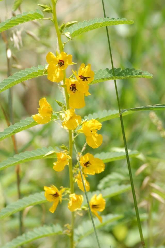 A close-up of a flowering plant featuring vibrant yellow blooms and green leaves, set against a blurred natural background. Some small insects can be observed on the flowers. Tower Park mountain bike trail.
