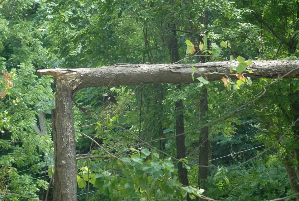 A close-up view of a broken tree branch, with a jagged edge at the break point, set against a backdrop of lush greenery and other trees. Tower Park mountain bike trail.